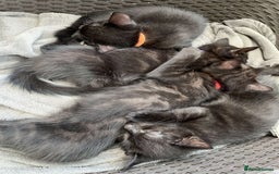 Mixed Breed cats for sale: 6 beautiful kittens for sale - Image 2
