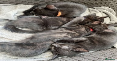 Mixed Breed cats - Advert 11