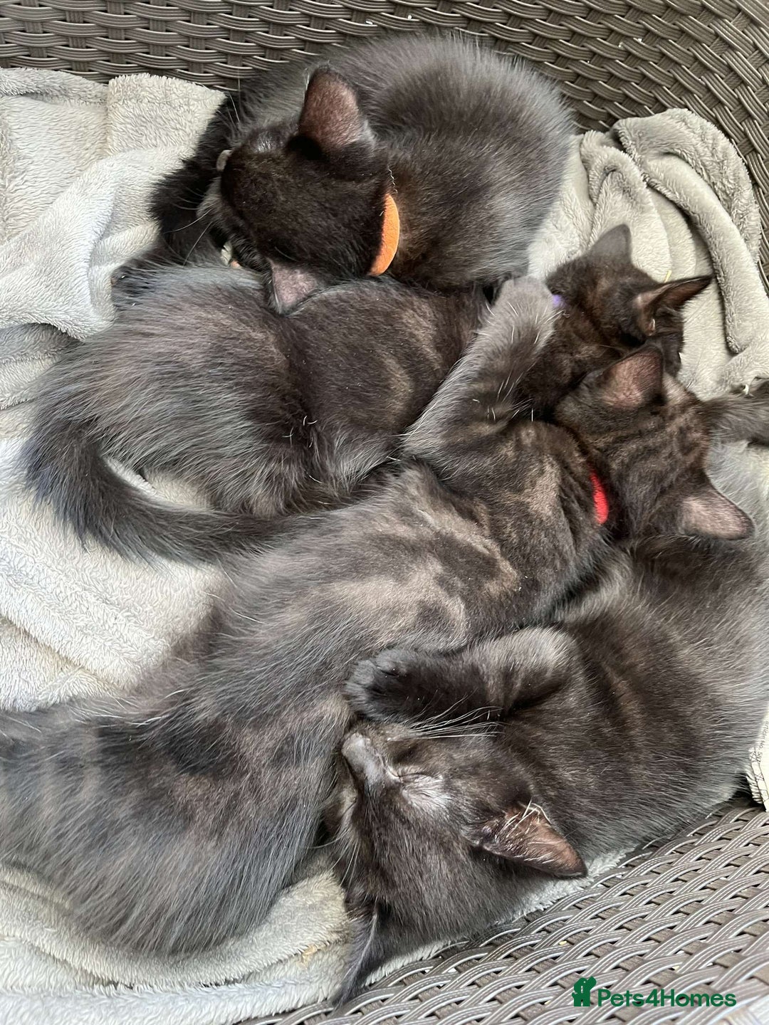 Mixed Breed cats for sale: 6 beautiful kittens for sale - Image 2