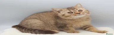 British Shorthair chocolate shaded