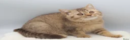 British Shorthair cats for sale: READY TO LEAVE NOW PEDIGREE BRITISH SHORTHAIRS  - Advert 22