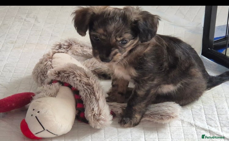 Mixed Breed dogs - Advert 7