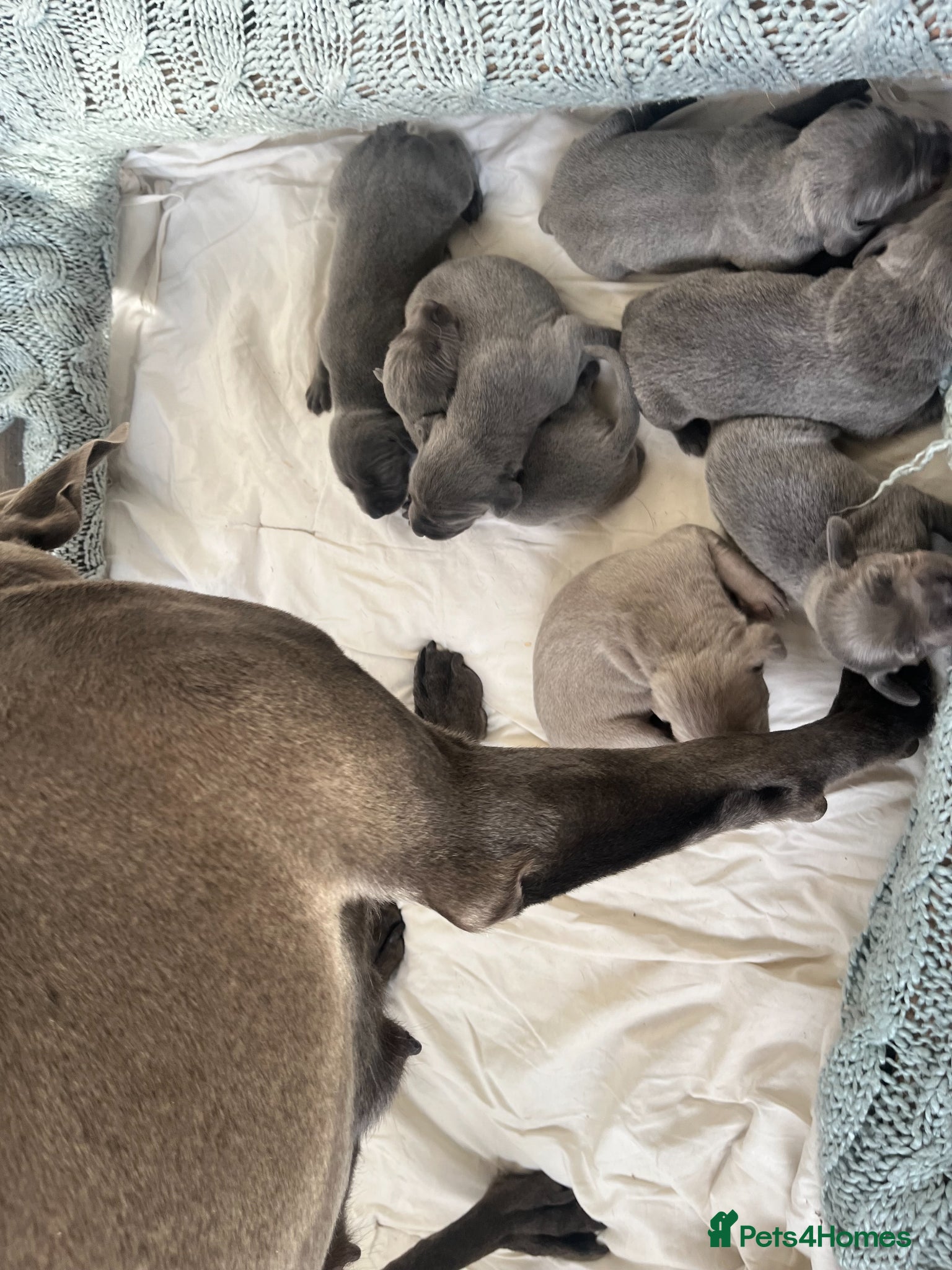 Weimaraner dogs for sale: BLUE and SILVER Purebred pups from KC reg Weims - Advert 19