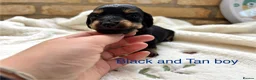 Miniature Dachshund dogs for sale: Beautiful Long haired miniature Dachshund Puppies  - Advert 23