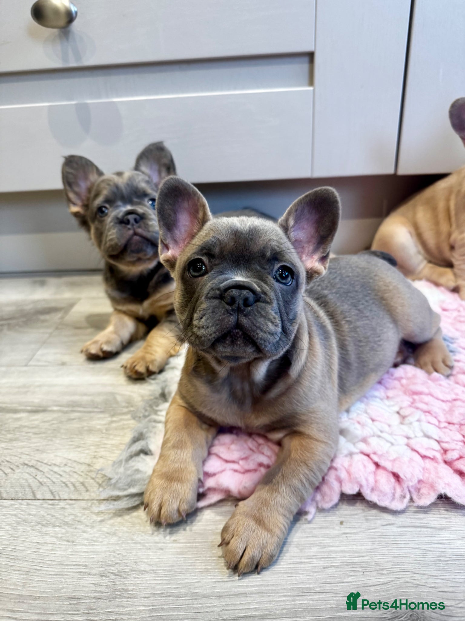 French Bulldog dogs Ready this Saturday 🐶  KC Registered ! - Advert 14