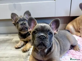 French Bulldog dogs Ready this Saturday 🐶 KC Registered ! - Advert 14