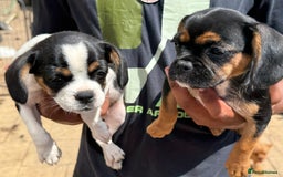 Mixed Breed dogs for sale: Cavalier King Charles spaniel X Frenchie - Image 5