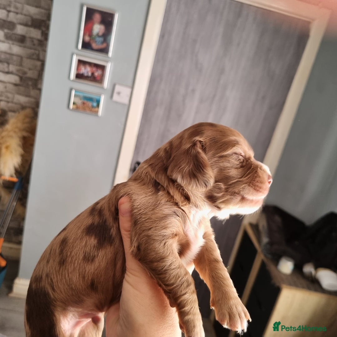 Mixed Breed dogs for sale: Cocker spaniel, dachshund mix  - Image 3