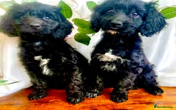 Cockapoo dogs for sale: Quality F1 Cockapoo Puppies GIRLS Various pricing  - Image 7