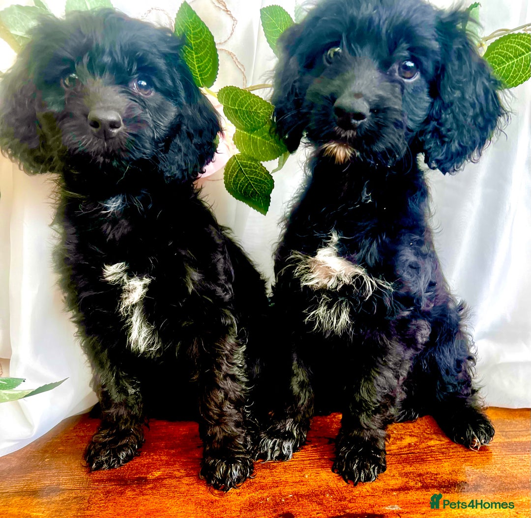 Cockapoo dogs for sale: Quality F1 Cockapoo Puppies GIRLS Various pricing  - Image 7
