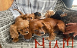 Cavalier King Charles Spaniel dogs for sale: Cavalier King Charles pups - Image 8