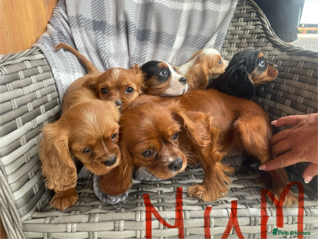 Cavalier King Charles Spaniel dogs for sale: Cavalier King Charles pups - Image 8