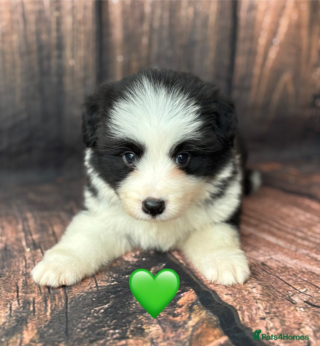 Border Collie dogs for sale: Quality Show Line KC Border Collie Males💙 - Image 12