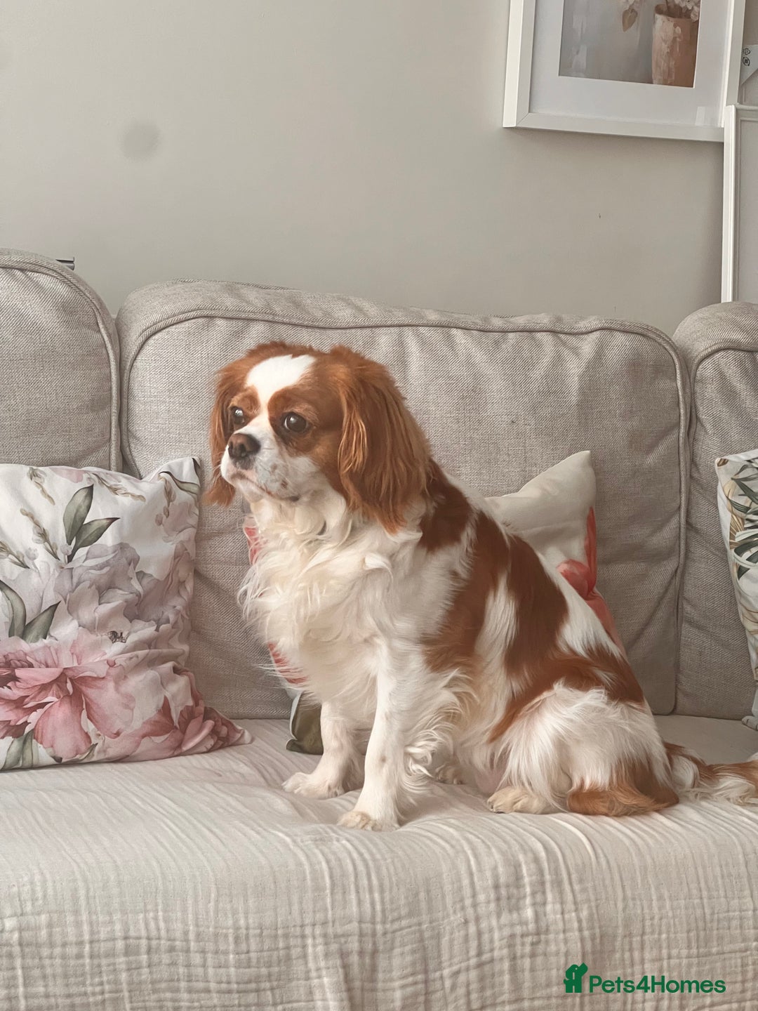 Mixed Breed dogs for sale: 2x Cavapoo puppies - Advert 2