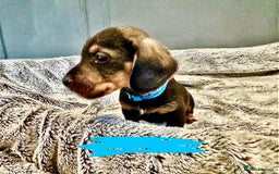 Dachshund dogs for sale: wirehaired dachshunds (teckels) - Image 5