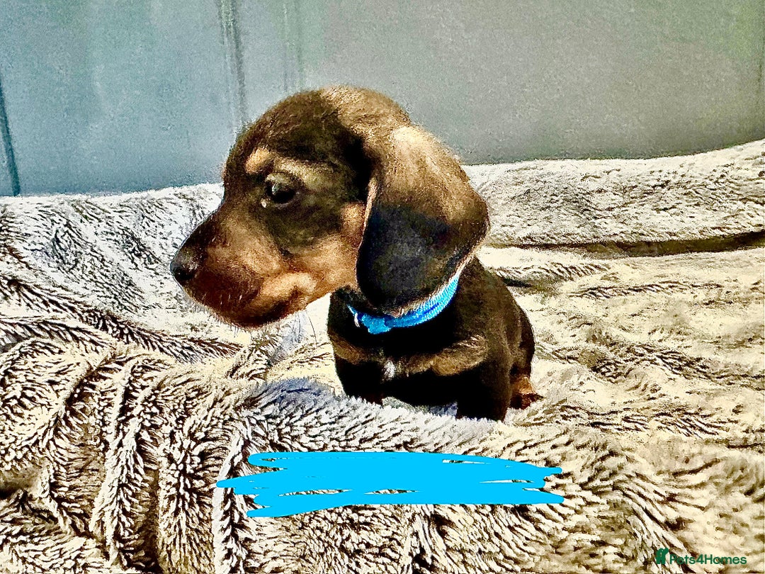 Dachshund dogs for sale: wirehaired dachshunds (teckels) - Image 5