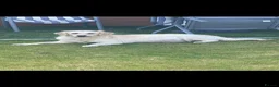 Golden Retriever dogs for sale: KC-DNA Chunky fluffy goldies.  - Advert 1