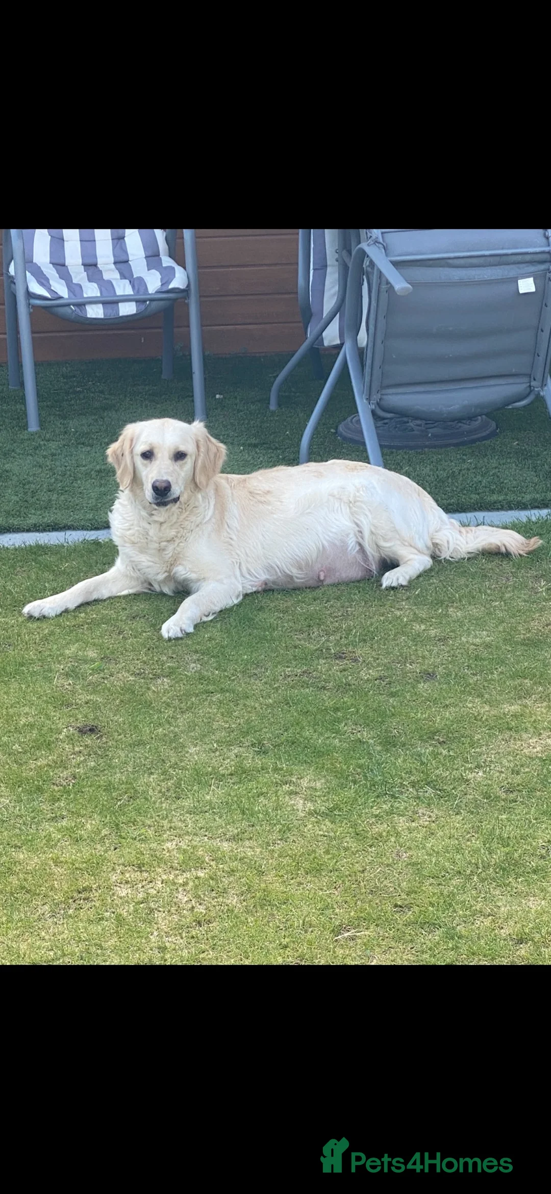Golden Retriever dogs for sale: KC-DNA Chunky fluffy goldies.  - Advert 1