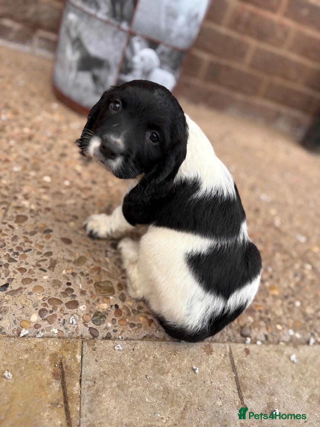 English Springer Spaniel dogs for sale: English springer spaniel working puppies  - Image 4