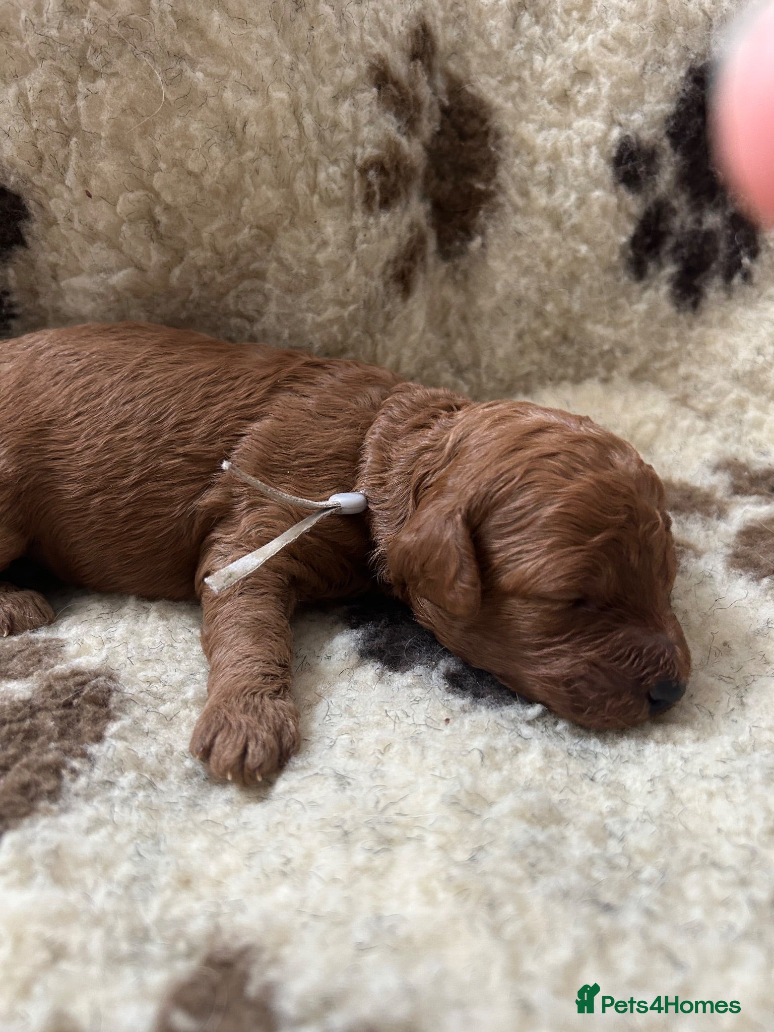 Miniature Poodle dogs Stunning miniature poodle for sale!!! KC reg. - Advert 6