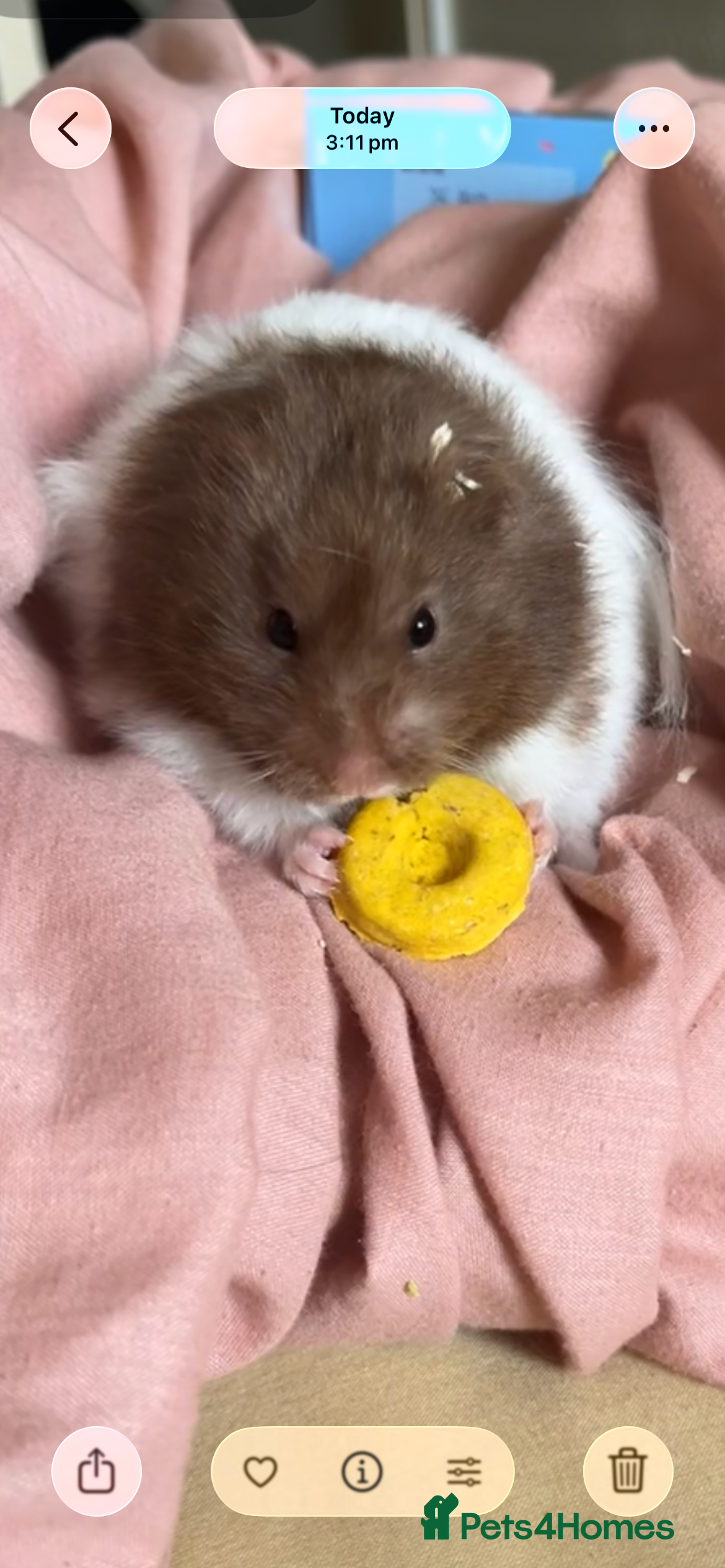 Hamster rodents male hamster  - Advert 5