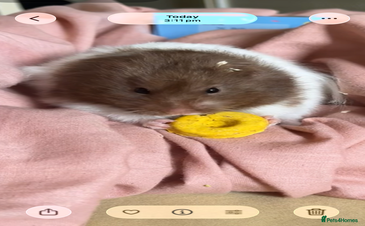 Hamster rodents male hamster  - Advert 7