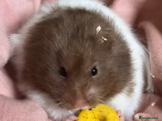 Hamster rodents male hamster - Advert 1