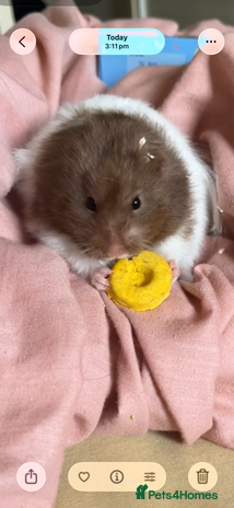 Hamster rodents male hamster - Advert 1