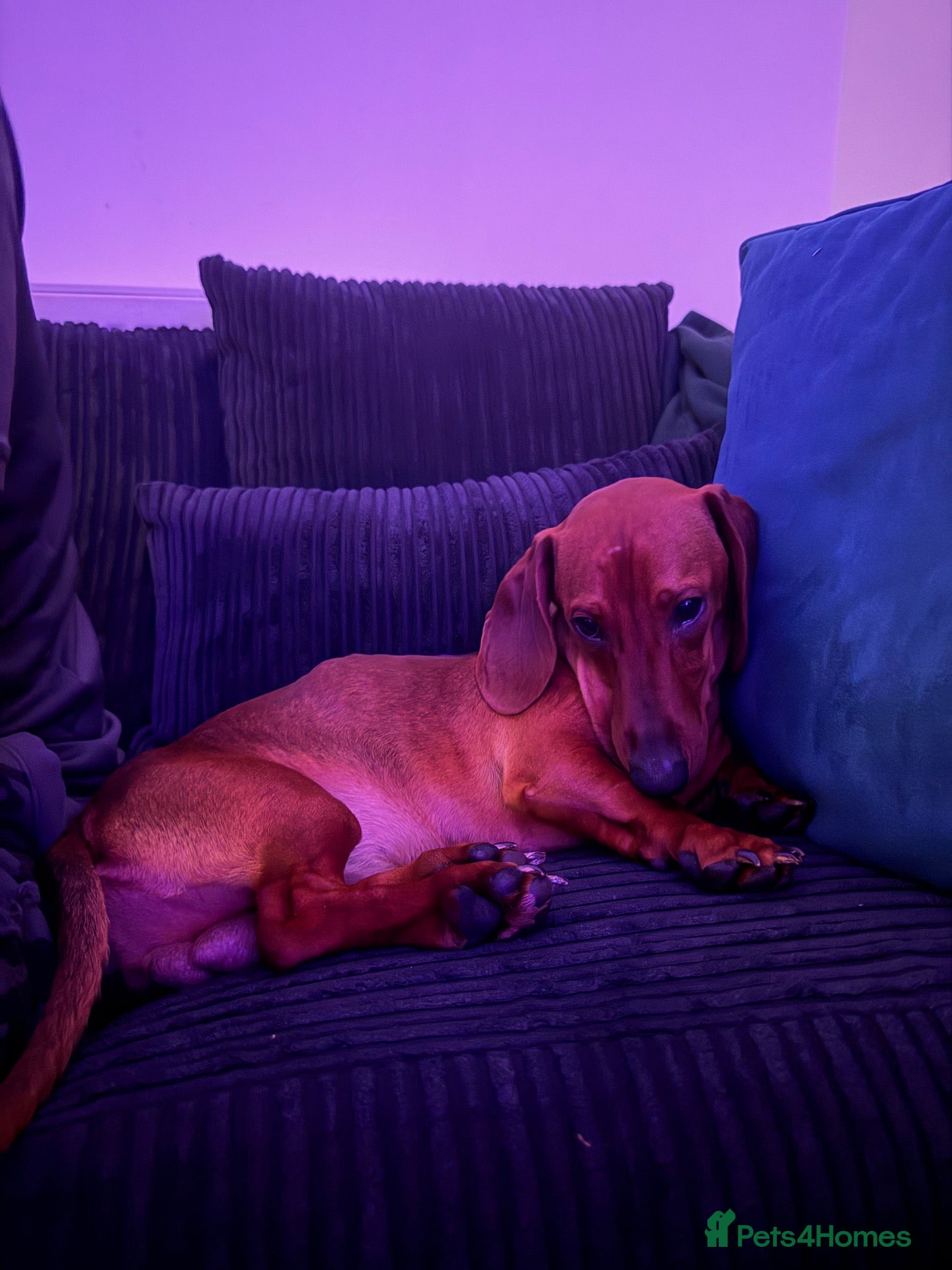 Dachshund dogs Dachshund for sale - Advert 1