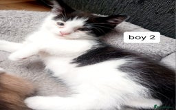 Mixed Breed cats for sale: Mainecoon and Forest Norwegian mixed kittens - Image 10