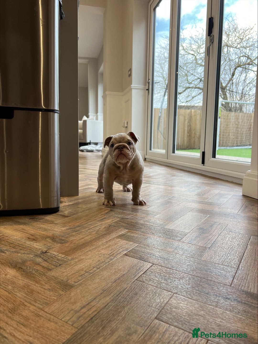 English Bulldog dogs for sale: Beautiful Female Merle English Bulldog Puppy - Advert 1