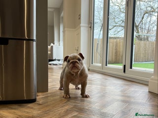 English Bulldog dogs Beautiful Female Merle English Bulldog Puppy - Advert 18