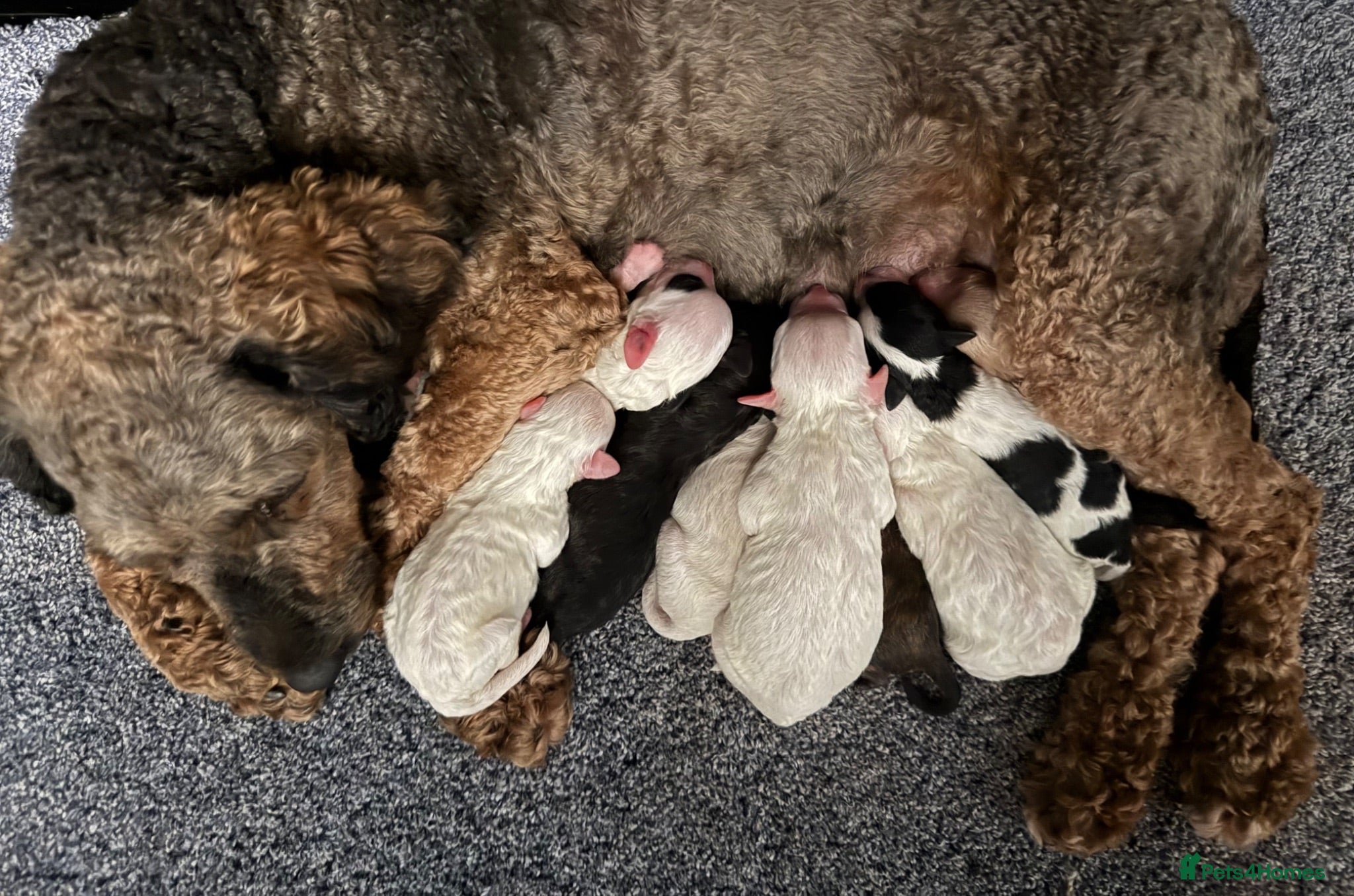 Poochon dogs Poochon Parti coloured pups  - Advert 2
