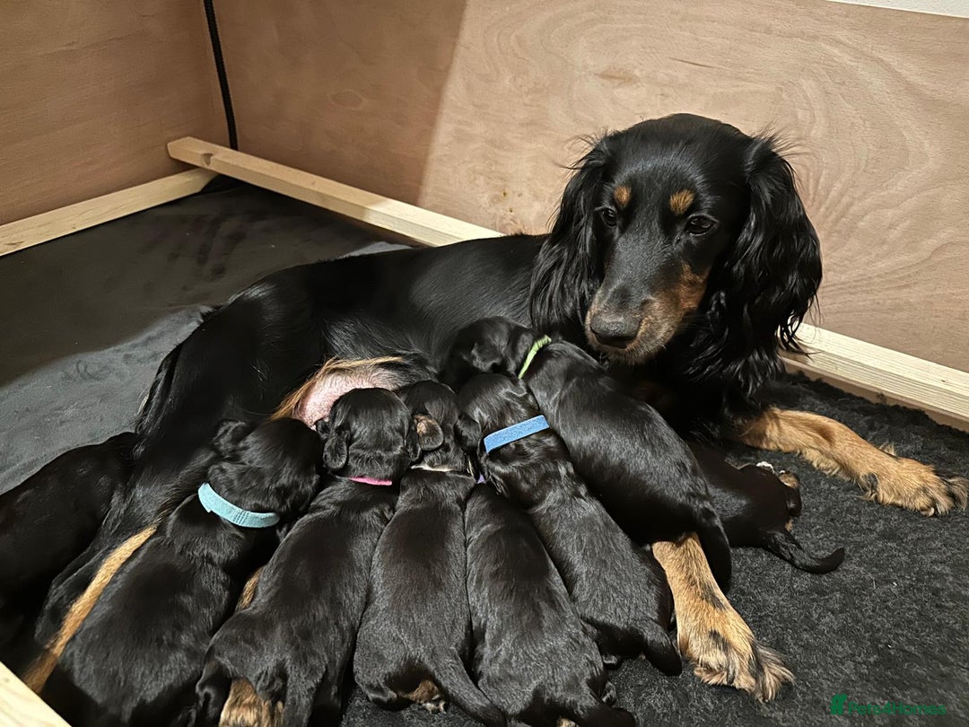 Cockapoo dogs for sale: •F1B Cockapoo Pups - Black & Tan - Ready 19th Dec• - Image 7