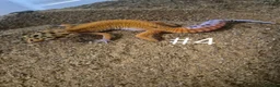 Leopard Gecko reptiles for sale: Female leopard geckos - Advert 9