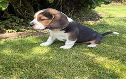 Beagle dogs for sale: Quality Purebred BEAGLE Puppies (FOOT BEAGLES) - Image 3