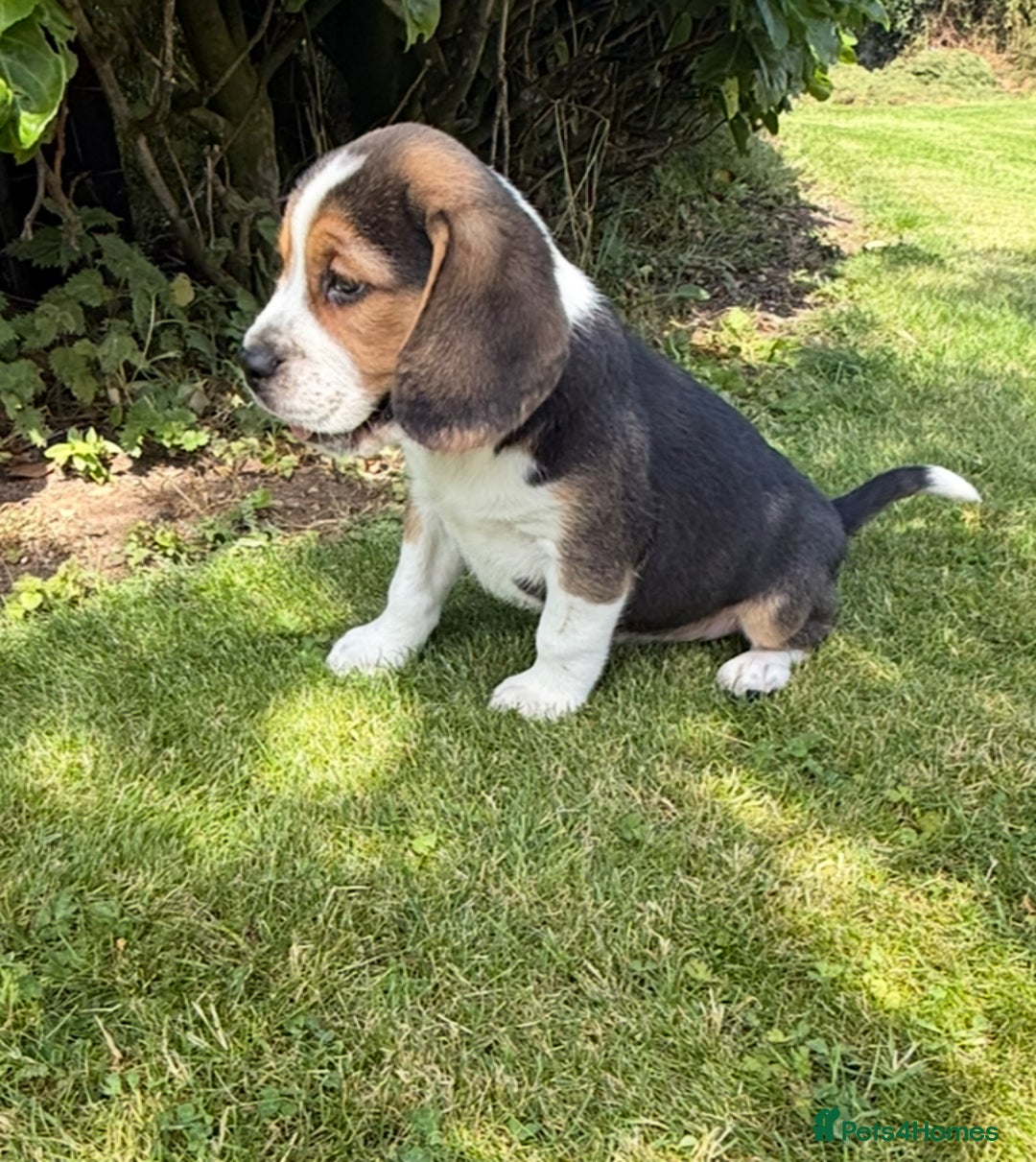 Beagle dogs for sale: Quality Purebred BEAGLE Puppies (FOOT BEAGLES) - Image 3
