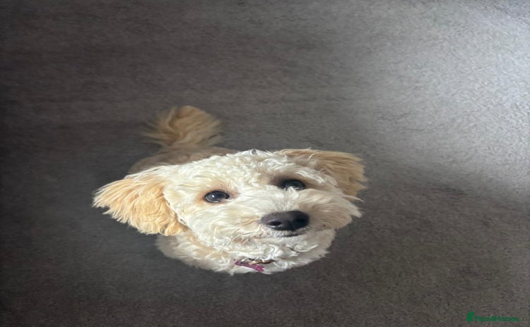 Poochon dogs - Advert 1