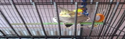 Cockatiels birds for sale: Cockatiel male  - Advert 2