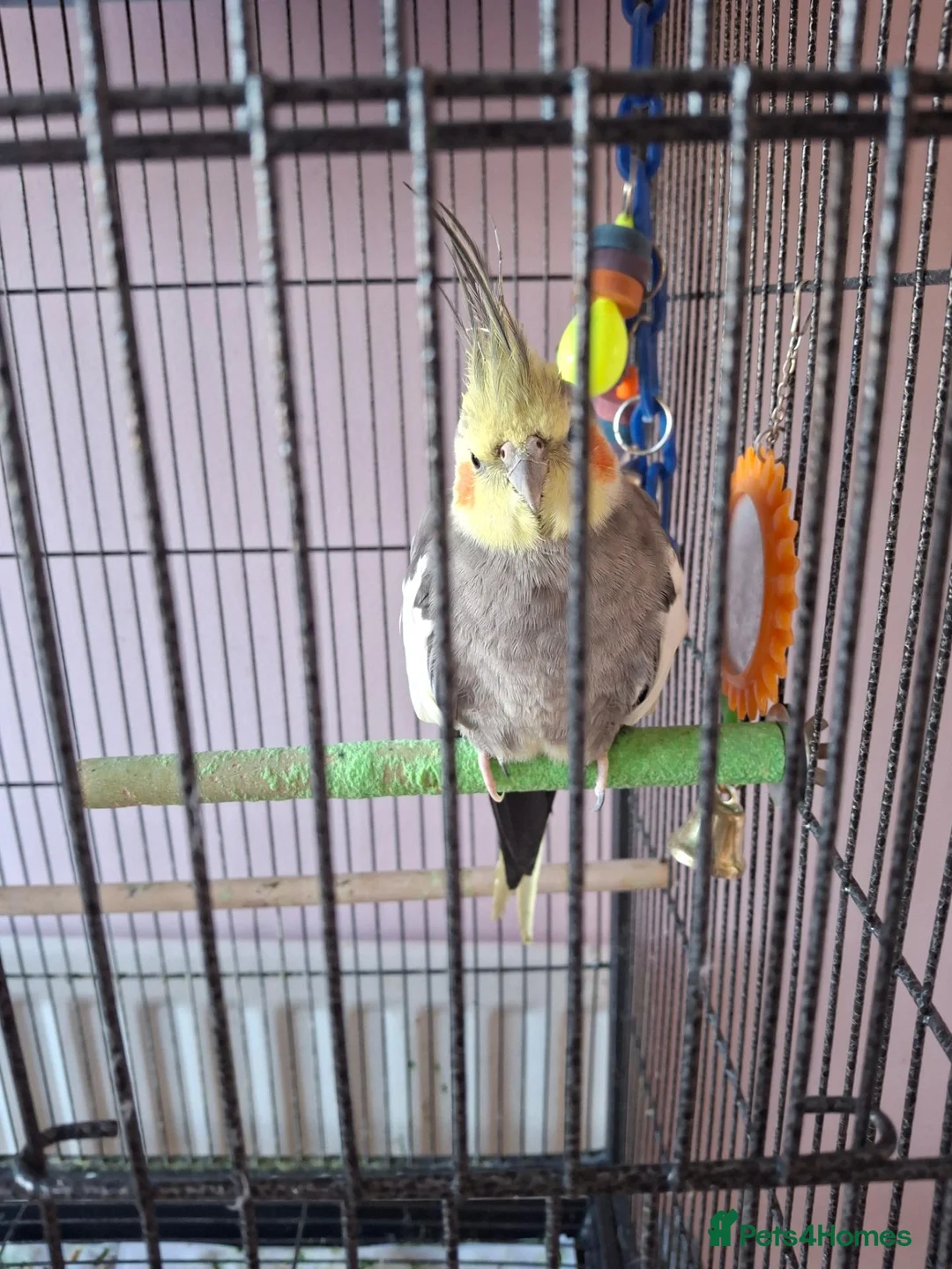 Cockatiels birds for sale: Cockatiel male  - Advert 2