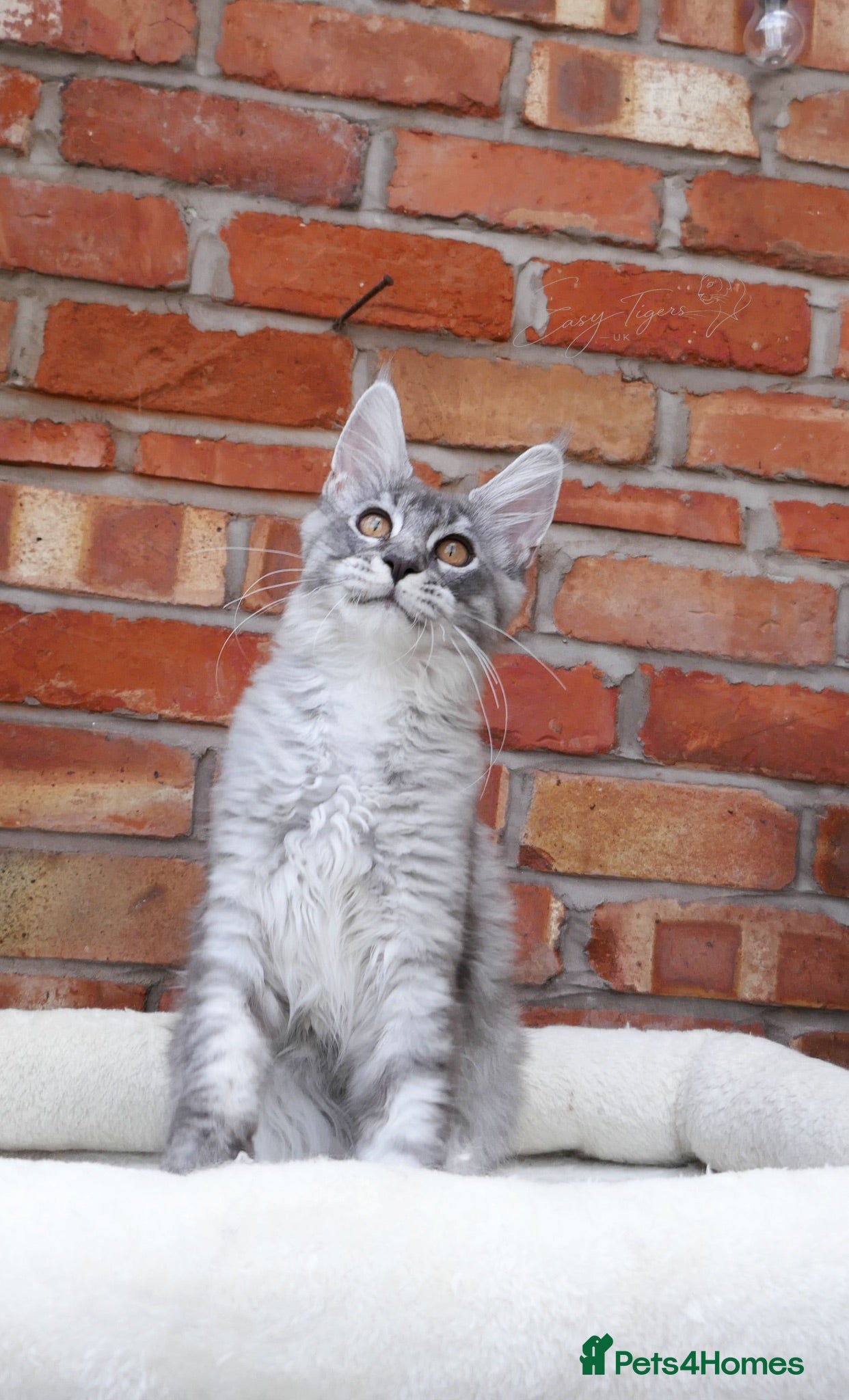 Maine Coon cats  Ready Now • Vaccinated • Neutered • Microchipped - Advert 6