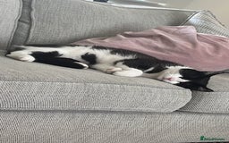 British Shorthair cats for sale: 2 loving beautiful cats  - Image 16