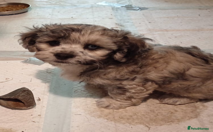Toy Poodle dogs - Advert 12