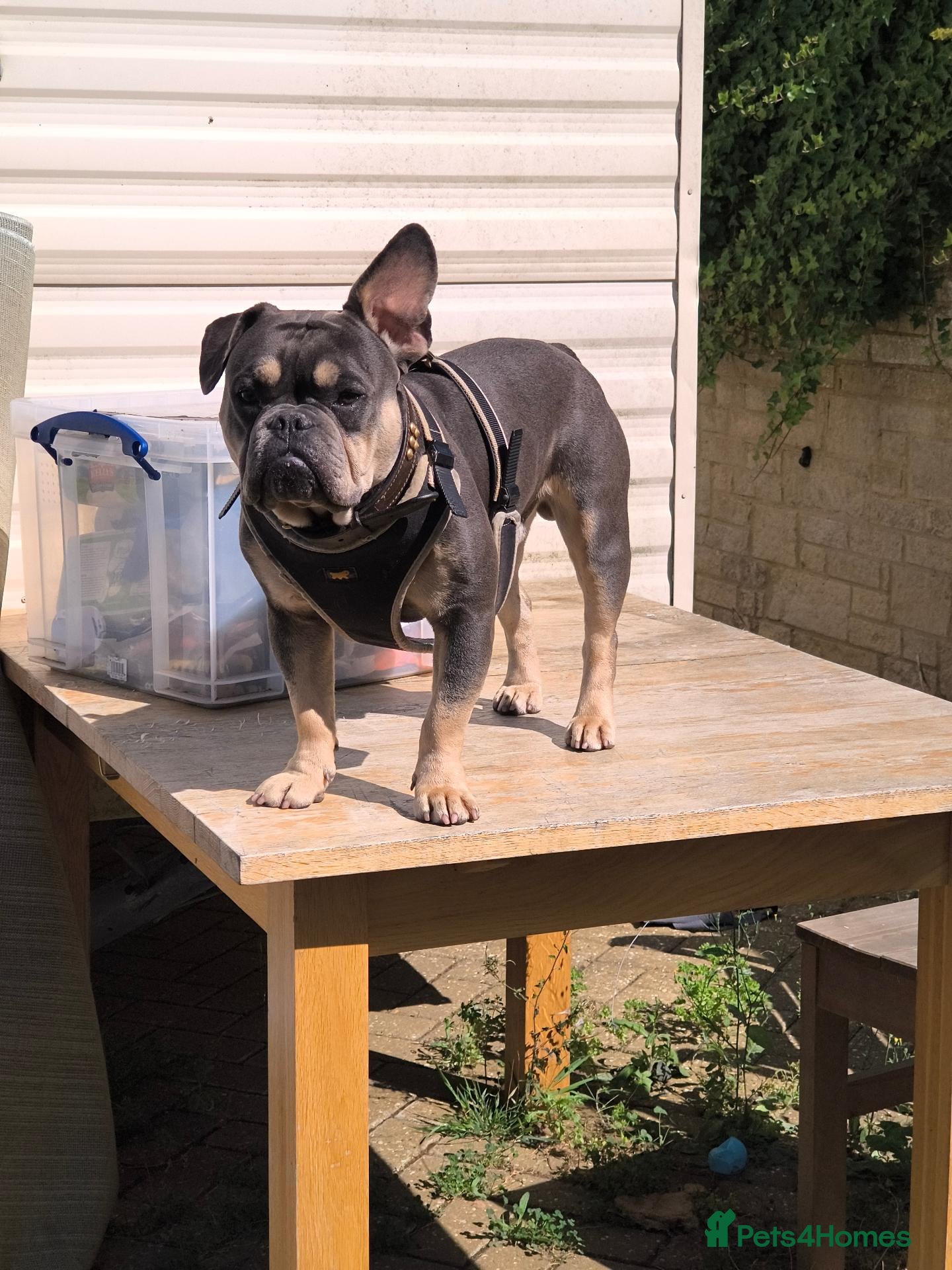French Bulldog dogs Male freniche for stud  - Advert 3