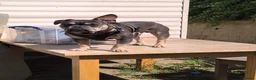 French Bulldog dogs for stud: Male freniche for stud  - Advert 1