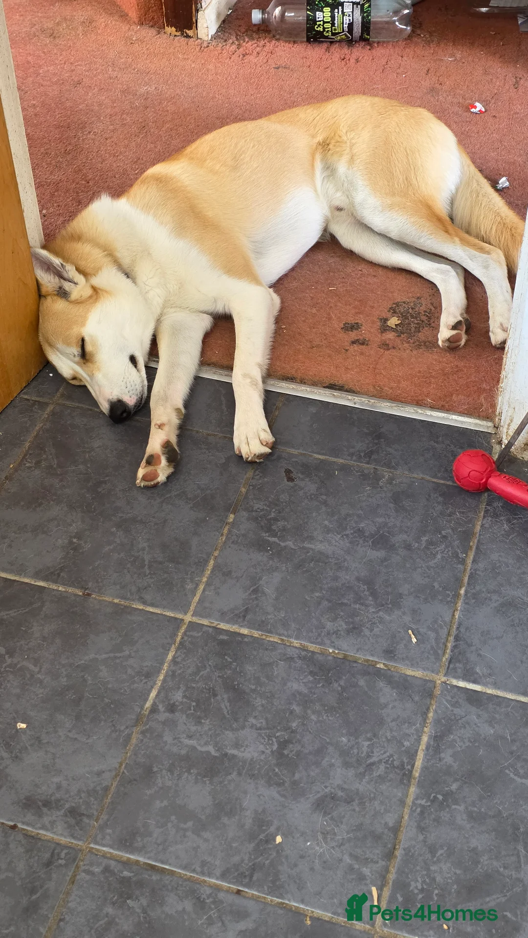 Mixed Breed dogs for sale: 18month ginger husky/collie boy - Advert 9