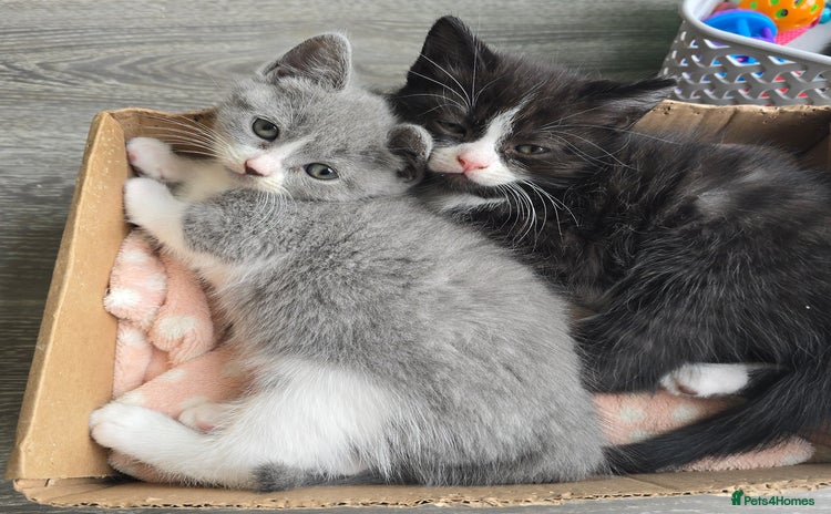 Mixed Breed cats - Advert 3