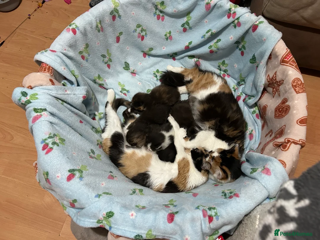Mixed Breed cats for sale: 4 half ragdoll kittens  - Advert 9