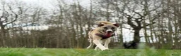 Mixed Breed dogs for adoption: Meet Oscar, currently residing in West Midlands  in Tipton - Advert 3
