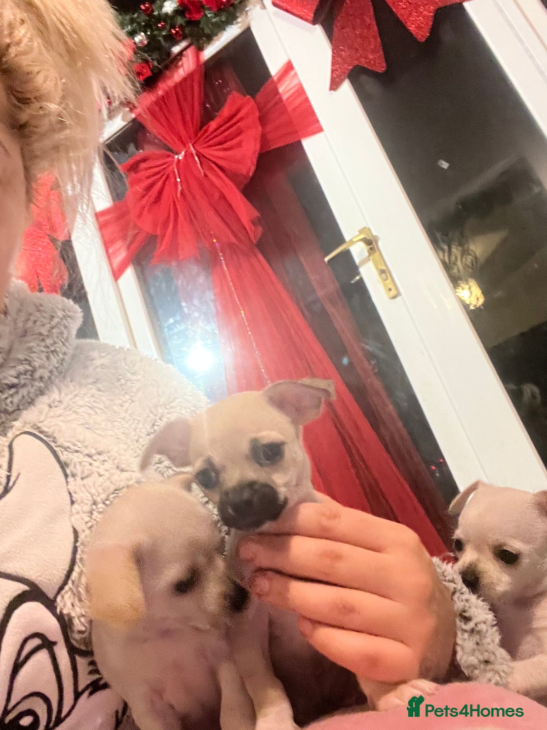 Chihuahua dogs for sale: Beautiful short hair chihuahua  - Advert 22